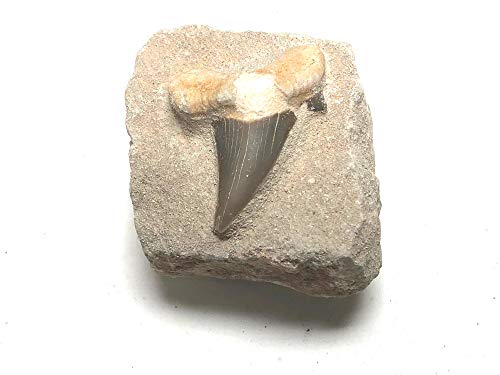 Image of Shark Tooth in Stone Fossil Prehistoric Specimen