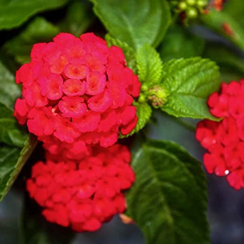 LIVE GREEN Flower Plants | Lantana Red Color Flowers | Beautiful Evergreen Aromatic Flower Plants for Home Garden, (LG-SBPT-56)