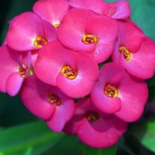 Euphorbia Milii Live Plant, Crown of Thorns Live Plant, Mix Flower Houseplant, 5-8 Inc Tall, Cold Hardy (Pink) Euphorbia Milii Live Plant, Crown of Thorns Live Plant, Mix Flower Houseplant, 5-8 Inc Tall, Cold Hardy (Pink)