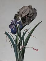 Flora Portrayed: Classics of Botanical Art from the Hunt Institute Collection 0913196436 Book Cover