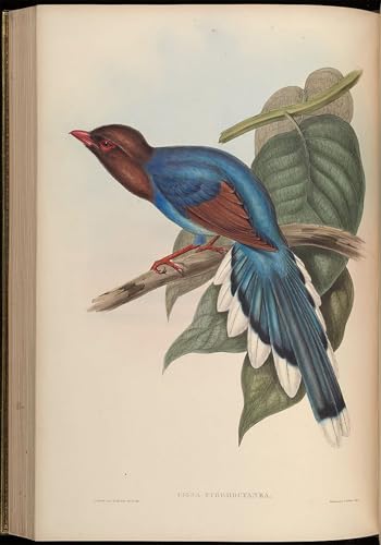Impression d'art oiseau Urocissa Ornata par John Gould - Poster mural haut de gamme 60x90