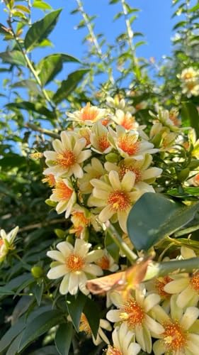Image of Lemon Vine Live Plant for Home Garden Fragrant White Flowers & Refreshing Citrus Aroma Fast-Growing Climbing Vine Easy Grow Ornamental & Decorative Plant Balcony, Terrace Fence Outdoor Landscaping