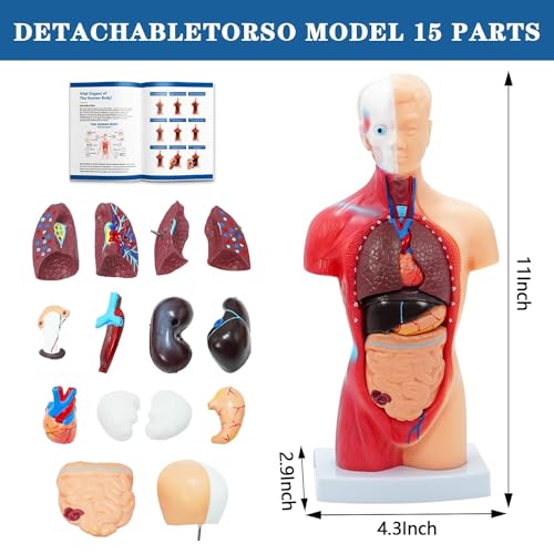 Image of Human Anatomy Body Model Kit, Sets of 4 Human Heart Brain Torso and Skeleton Models Removable Parts with Anatomical Guide Booklet 3D Model Study for Kids Medical Student Educational Demonstration