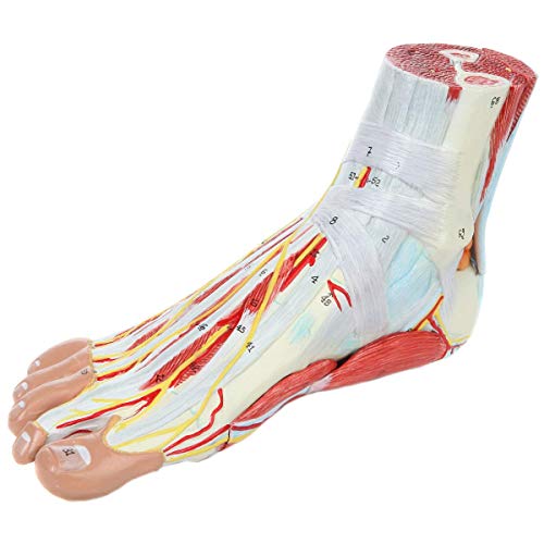 Modèle d'anatomie du pied humain pour révision d'examen et enseignement universitaire