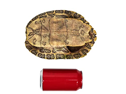 Image of 8 inch to 9 inch River Cooter Turtle Shell