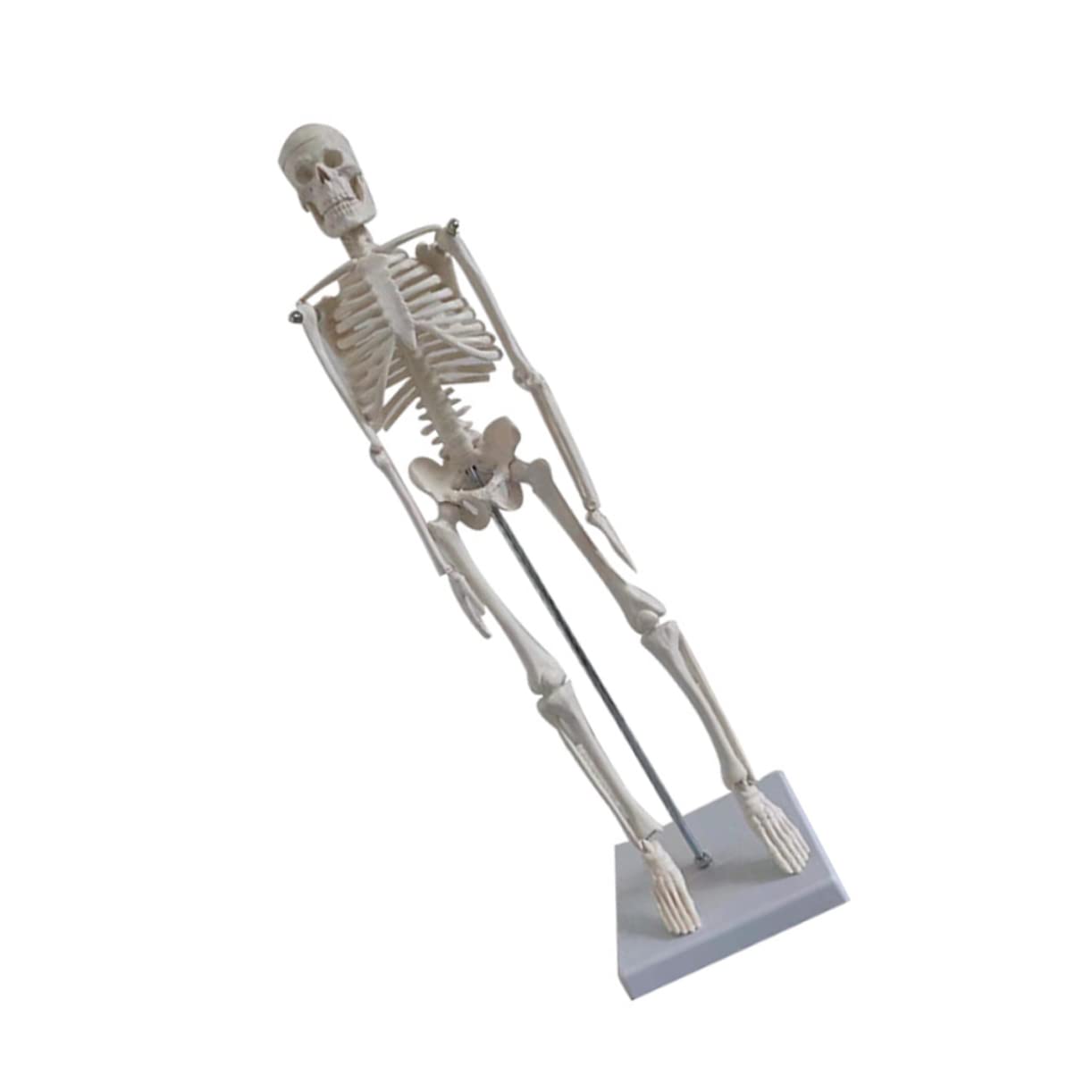 Gatuida Menschliches Skelettmodell Aus Robustem Pvc Bewegliche Arme Anatomisches Wissenschaftliches Modell Leicht Zu Reinigen Bewegen
