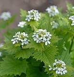 Knoblauchsrauke - Alliaria petiolata - lebende...
