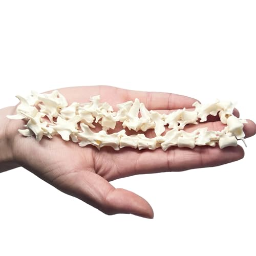 Image of Taxidermy Real Mink Spine Decor - Model Animals Bones Specimen, Taxidermy Supplies for Science Education, Collection (Mink Spine)