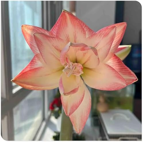 Amaryllis for Planting Now UK Perennial Good for Containers Excellent Display Plant Bulbs Ornamental Greening Flower Natural Organic Easy Plant Perennial -4bulbs-L