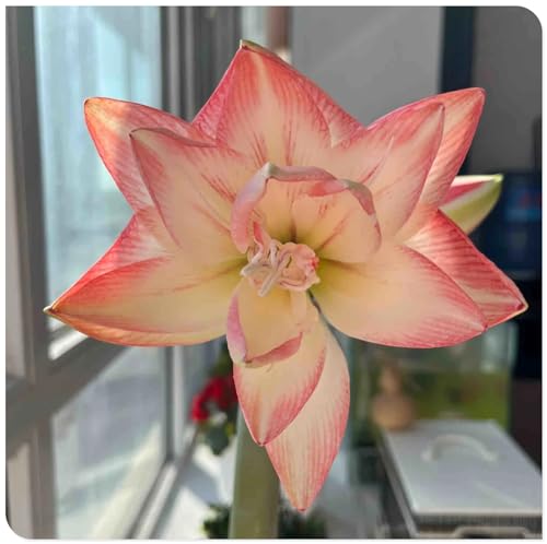 Amaryllis for Planting Now UK Perennial Good for Containers Excellent Display Plant Bulbs Ornamental Greening Flower Natural Organic Easy Plant Perennial -4bulbs-L