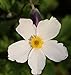 Produktbild Japanische Herbstanemone Wild Swan - Anemone japonica