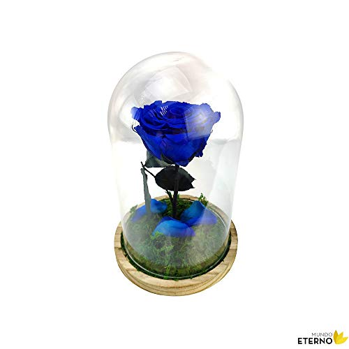 Cúpula Bella y Bestia Rosa Eterna Preservada Azul Oscuro