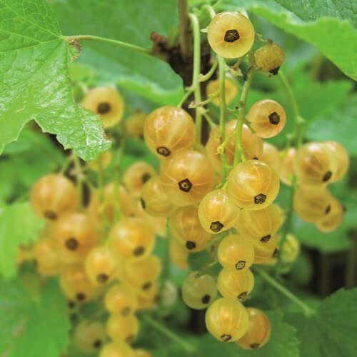 Ribes Whitecurrant Bush Werdavia - 20-30cm Height - Ready to Plant White Currant Plant