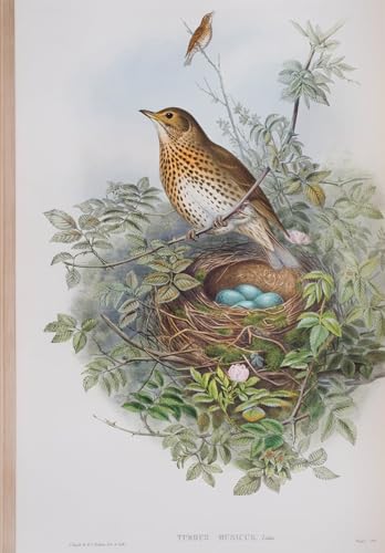 Tableaux Graffiti Art Mural d'Oiseau de Bretagne John Gould 60x90cm
