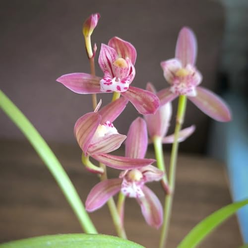 seltene orchideen, zimmer steingarten winterhart wohnzimmer exotische...