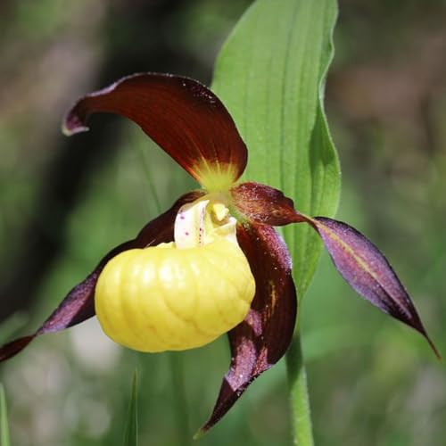 Lady Slipper Orchids, Yellow Orchids Plants Live Lady Slipper, 1 Medium Root Bulbs Ornament Orchids Plant Root, No Leaf