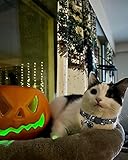 Cat Collar Halloween Set of 2, Skull Cat Collar for Small Dogs, Holiday Kitten Collar with Bell - Image 4