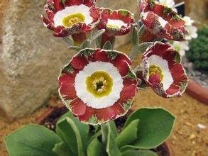 Amazon 1 熱い販売の珍しい幻影のペチュニアの花の種0個ガーデン盆栽珍しい花の植物 アフリカから 花 Amazon 1 熱い販売の珍しい幻影のペチュニアの花の種0個ガーデン盆栽珍しい花の植物 アフリカから 花