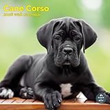 regalo cane corso sicilia Calendario da parete 16 mesi 2026: può essere utilizzato dal 1 settembre 2025 al 31 dicembre 2026.