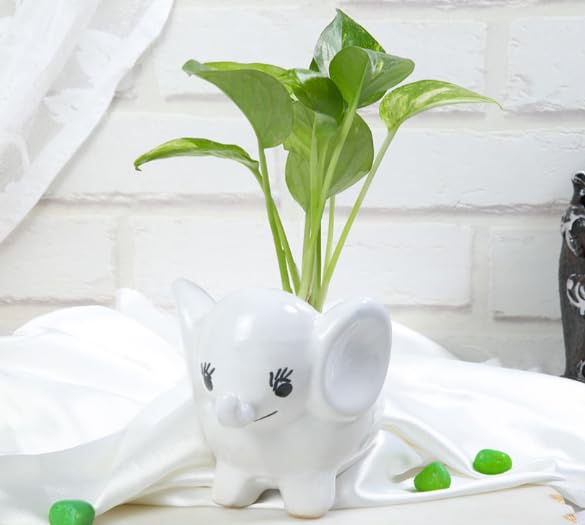 Money Plant Pothos in baby elephant ceramic pot - Indoor Live Plants for Home Decor-image-39