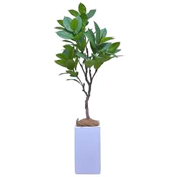 人工観葉植物 Amazon|ゴムの木 150㎝ 人工観葉植物 フェイクグリーン 観葉