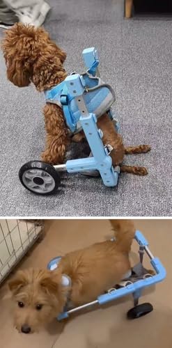 Silla de ruedas para perros pequeños: devuélvele la alegría de pasear en el parque 2