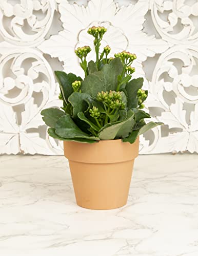 Kalanchoe Plant Succulents Plants Live Houseplants, Live Succulents Live House Plants In Clay Pots, Succulent Plants Live Plants Indoor Plants, Live Succulent Plant Lover Gifts By Plants For Pets #TOP3