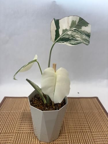 観葉植物 モンステラ 斑入り」の人気商品一覧 | 安い商品を通販サイト