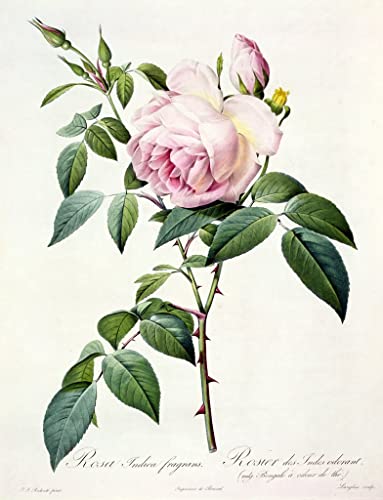 Impression d'art Rosa Indica Fragrans pour sublimer un salon ou une chambre