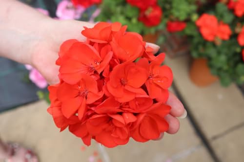 Image of Orange Geranium Live Plant with Pot | Cranea€s-Bill Flowering Plant | Outdoor & Balcony Decorative Flower Plant for Home Garden & Terrace