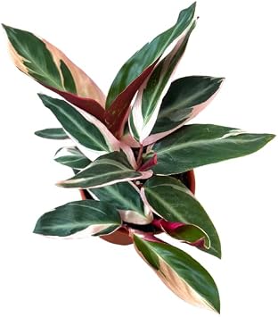 NYCitySucculents Stromanthe Triostar Plant