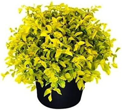 Live Golden Dust Duranta Beautiful & Charming Plant For Home & Gardening - Healthy Live 1 Plant
