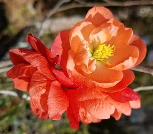 Chojuraku Orange Flowering Quince - Live Plant - (2.5 QT) - Thumbnail 6