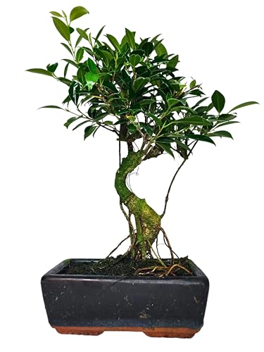 I GIARDINI DI GIULIA - Bonsai Ficus Retusa S-Shape | Tronco Scultoreo e Foglie Lucide | Resistenza e Bassa Manutenzione | Pianta Vera da Interno, Tronco Marrone Foglie Verdi, 45 cm, Biologico