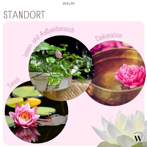 30 Stk. Premium Lotus Blumensamen | Mit E-Book Anleitung – Lotus Samen Mix 3 Farben, Bonsai Lotusblumen, Schalenlotus, Teich & Wasserpflanze | by WALWI