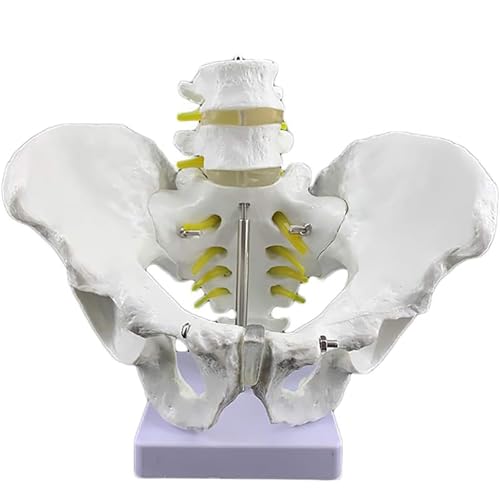 PODEC Modelo De Pelvis Masculina a Tamaño Real, Modelo Anatómico Médico De Pelvis Masculina, Modelo De Esqueleto De Pelvis, Material De PVC para Estudio, Enseñanza Y Exhibición.