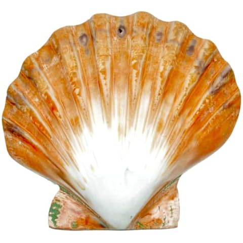 Steinfixx® Scallop Lion's Paw Scallop Scallop Large Polished Scallop 12 cm Cover