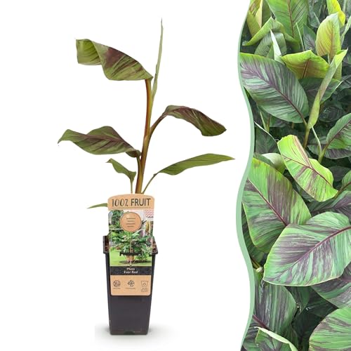 Green boutiQ - Plante fruitière - Musa Ever Red - Bananiers - Rustique - Vert-Rouge - 2 Plantes - Pot 15cm - Hauteur 50cm