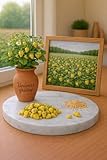 40 Graines Fraisier des bois ‘Yellow Wonder’ – Fragaria vesca – Fraise jaune alpine – Graines fruitières – Culture facile potager et balcon   Fruit Jardin   474