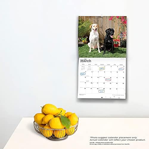 For the Love of Labrador Retrievers | 2023 14 x 24 Inch Monthly Deluxe Wall Calendar | Foil Stamped Cover and Stickers | StarGifts | Animal Dog Breeds DogDays