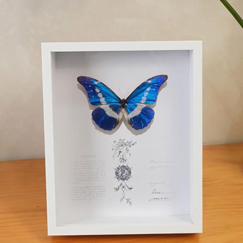 [LSDZW] tHgt[ Lrl 140×190ʐ^  ̊z 31.8*31.8cm {bNXt[ z [24 {bNXt[  ؐt[ pXeJ[ z A[g{bNXt[ ̊z tHgt[  