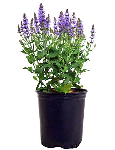 Salvia x sylvestris 'Blue Hill' (Meadow Sage) Perennial, blue flowers, 1 - Size Container Salvia x sylvestris 'Blue Hill' (Meadow Sage) Perennial, blue flowers, 1 - Size Container