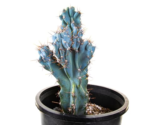Cactus Outlet - Curiosity Cactus Plants Live, Live Plants Indoor & Outdoor Use, Live Cactus, 12â€-18â€ - Rare Large Live Cactus - Landscape Ready Large Cactus Plant Live Delivered Right to Your Door