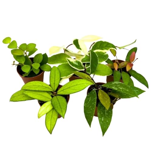 Harmony Foliage Harmonys Hoya Assortment 2 inch Set of 5