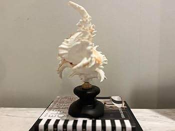 Amazon | テングガイ 標本 貝殻 インテリア アート アンティーク 貝 Amazon | テングガイ 標本 貝殻 インテリア アート アンティーク 貝