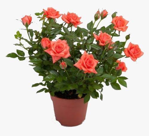 Mphmi Live Plant Nursery NCR Plants grafted-Rose color Red Big size flower rose plant in polybag (B0C4H24YG6) Amazon Price History, Amazon Price Tracker