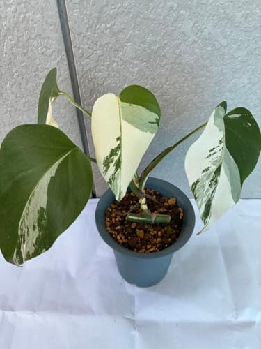 モンステラ ホワイトタイガー」の人気商品一覧 | 安い商品を通販サイト