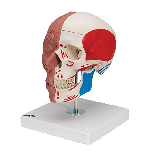 3B Scientific A300 Skull With Facial Musculature - 3B Smart Anatomy #TOP5