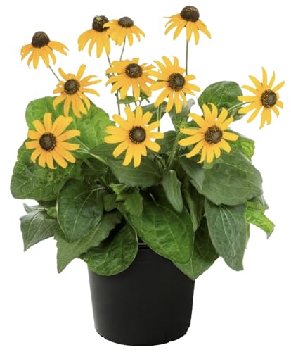 Live Rudbeckia (Black-Eyed Susan) - Goldsturm Variety Pollinator-Friendly Perennial 12 Tall by 6 Wide in 2.5 Qt Pot