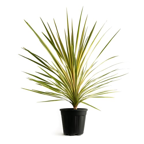 GREENTIA | Palmera Cordyline Australis Variegata Planta Natural M20 Altura 80-100cm en maceta de 20cm de diámetro